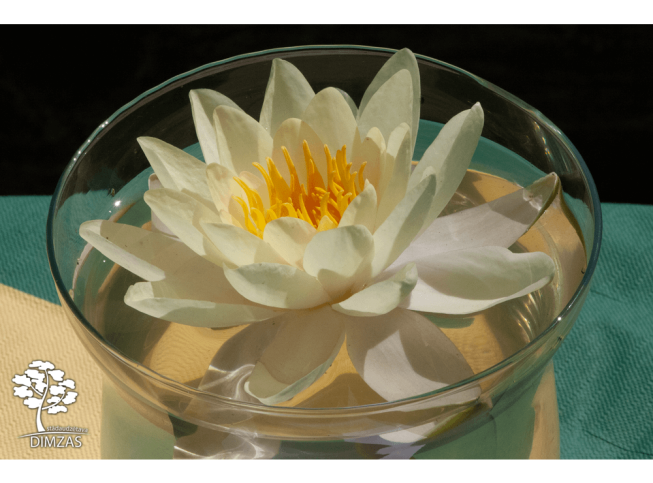 Nymphaea   'Marliacea Chromatella'